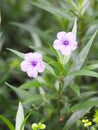 Waterkanon, Watrakanu, Minnieroot, Iron root, Feverroot, Popping pod, Cracker plant, Trai-no, Toi ting ACANTHACEAE, BrittonÃ¢â¬â¢s