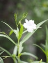 Waterkanon, Watrakanu, Minnieroot, Iron root, Feverroot, Popping pod, Cracker plant, Trai-no, Toi ting ACANTHACEAE, BrittonÃ¢â¬â¢s