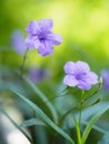 Waterkanon, Watrakanu, Minnieroot, Iron root, Feverroot, Popping pod, Cracker plant, Trai-no, Toi ting ACANTHACEAE, BrittonÃ¢â¬â¢s