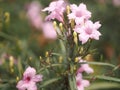 Waterkanon, Watrakanu, Minnieroot, Iron root, Feverroot, Popping pod, Cracker plant, Trai-no, Toi ting ACANTHACEAE, BrittonÃ¢â¬â¢s Royalty Free Stock Photo