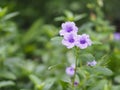 Waterkanon, Watrakanu, Minnieroot, Iron root, Feverroot, Popping pod, Cracker plant, Trai-no, Toi ting ACANTHACEAE, BrittonÃ¢â¬â¢s