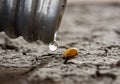 Waterless land hunger Royalty Free Stock Photo