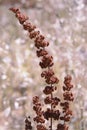 Waterless Weed Royalty Free Stock Photo