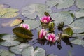 Waterlilies Royalty Free Stock Photo