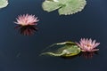 Waterlilies