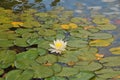 Waterlilies at Balboa Park - White Blooms with Leaves Nymphaeac