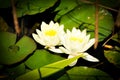 Waterlilies in bloom Royalty Free Stock Photo