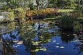 Waterlilies in a botanical garden, in Naples, Florida, usa Royalty Free Stock Photo