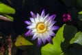 Waterlilies in a botanical garden, in Naples, Florida, usa Royalty Free Stock Photo