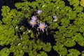 Waterlilies in a botanical garden, in Naples, Florida, usa Royalty Free Stock Photo