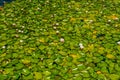 Waterlilies