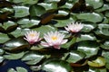 Waterlilies flowering on small lake detail Royalty Free Stock Photo