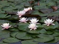 Waterlilies Royalty Free Stock Photo