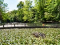 Waterlilies Lake, Felix Baths - Baile Felix, Bihor, Romania Royalty Free Stock Photo