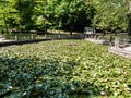 Waterlilies Lake, Felix Baths - Baile Felix, Bihor, Romania Royalty Free Stock Photo