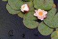 Waterlilies and Lily Pads