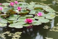This waterlilies or lotuses flowers of the water surface Botanic