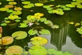 Waterlilies Nymphaea in a lake with skyscraper reflection