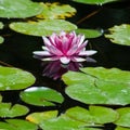 Pink Water lily bloom reflecting off the surface of the water Royalty Free Stock Photo