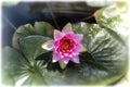 Waterlilies in the pond of Alcazar Cordoba, Spain Royalty Free Stock Photo