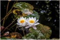 Waterlilies in the pond of Alcazar Cordoba, Spain Royalty Free Stock Photo