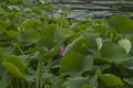 Waterlilies pond with lotus flower in summer Royalty Free Stock Photo