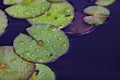 Waterliliy leaves in the pond Royalty Free Stock Photo