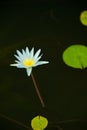 Waterliliy and lily pads Royalty Free Stock Photo