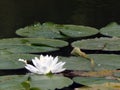 Waterliliy Royalty Free Stock Photo
