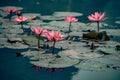 Waterlillies adorn the water in vietnam