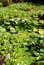 Waterlillies in a pond. Royalty Free Stock Photo