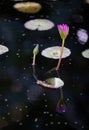 Waterlilies in south florida Royalty Free Stock Photo