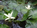 Waterlillies Royalty Free Stock Photo