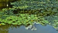 Waterlillies in Tiergarten.