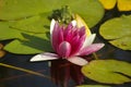 Waterlilly