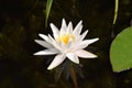 Waterlilly Royalty Free Stock Photo