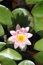 Waterlilly