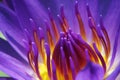 Waterlily Royalty Free Stock Photo