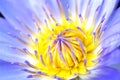 Waterlily Royalty Free Stock Photo