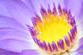 Waterlily Royalty Free Stock Photo