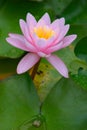 Waterlily Royalty Free Stock Photo