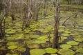 Waterlily in Amazon Royalty Free Stock Photo