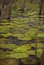 Waterlily in Amazon Royalty Free Stock Photo