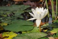 Waterlily aquatic flower (nymphaea alba)