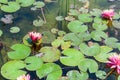 Waterlily in Ariel Sharon park , Israel Royalty Free Stock Photo