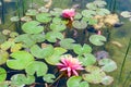 Waterlily in Ariel Sharon park , Israel Royalty Free Stock Photo