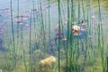 Waterlily in Ariel Sharon park , Israel Royalty Free Stock Photo