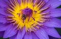 Waterlily Royalty Free Stock Photo