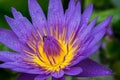 Waterlily Royalty Free Stock Photo