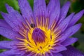 Waterlily Royalty Free Stock Photo